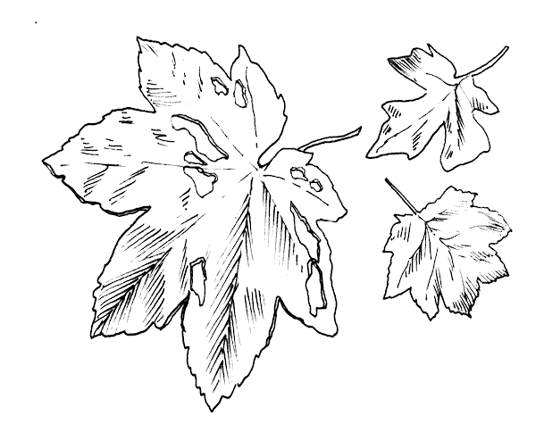 leaves.gif (20900 bytes)